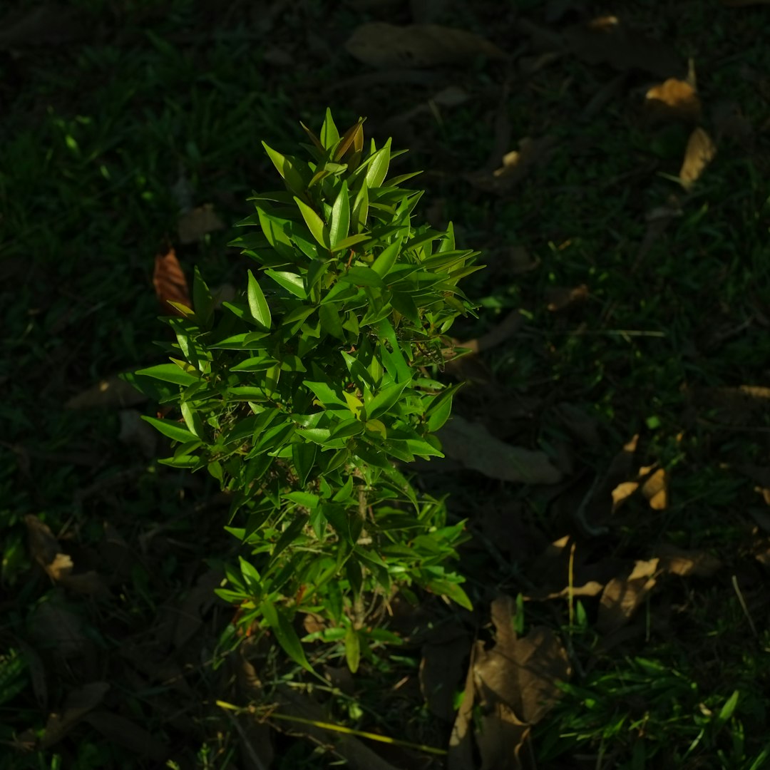 Alexandria plant