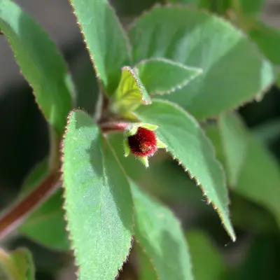 a close up of a green leaf with a red flower
