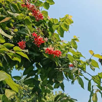 Red flowers bloom on a green vine against blue sky.