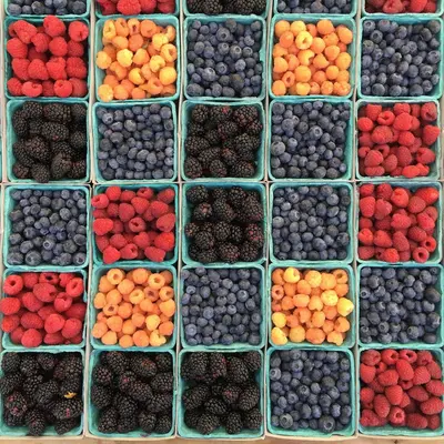 Bluecrop Blueberry berry variety