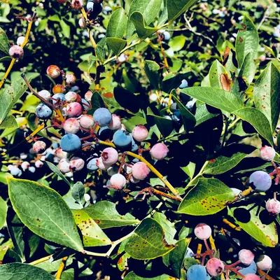 Blueray Blueberry berry variety