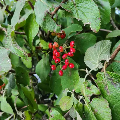 A bush with red berries and green leaves