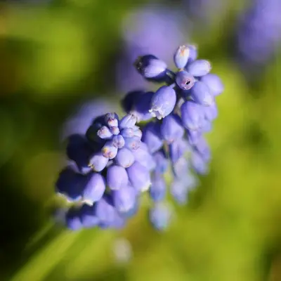 purple flower in tilt shift lens