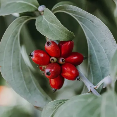 Goji Berry (Wolfberry) berry variety