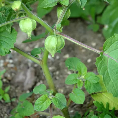 Goldie (Physalis pruinosa)