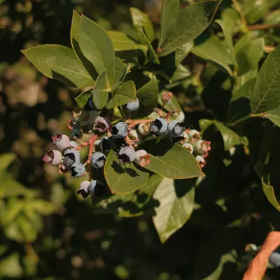 blue berries photograph