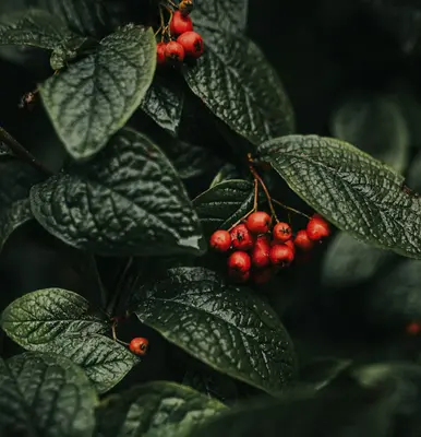 Lingonberry plant