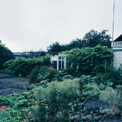 Overgrown garden with a small greenhouse and shed.