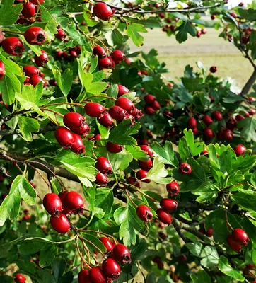 red round fruits on green grass during daytime