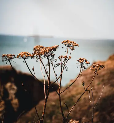 Dried wildflowers stand tall against a coastal backdrop.