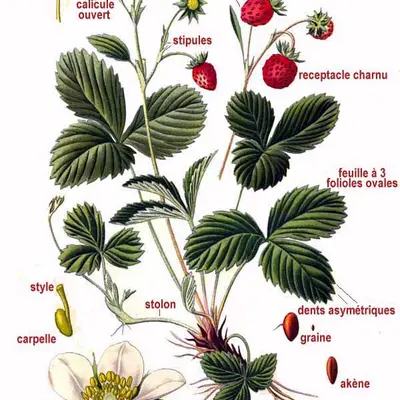Summer Breeze Cherry Blossom (Fragaria x ananass)