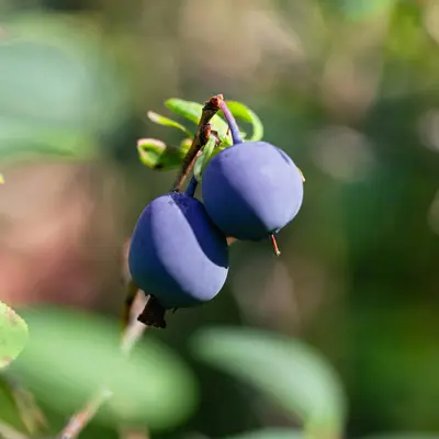 Tifblue Rabbiteye Blueberry berry variety