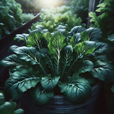 Arugula 'Rocket' growing in a garden