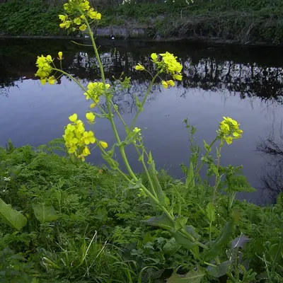 Attis (Brassica oleracea var. gemmifera)