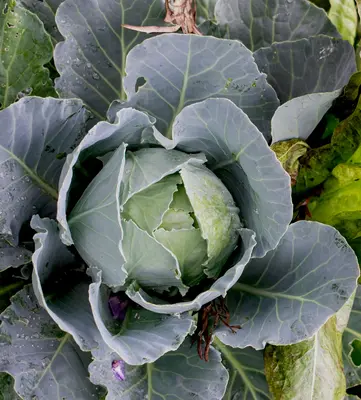 Beas plant