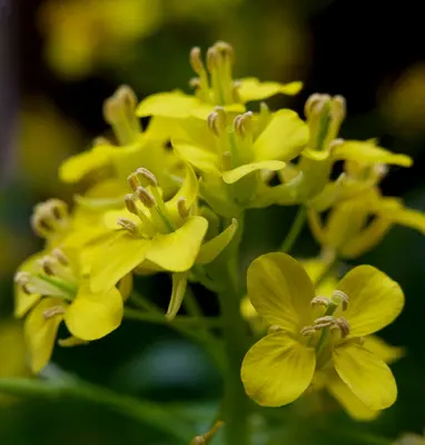 Cheddar (Brassica oleracea var. botrytis)