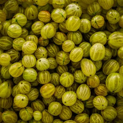 Clementine (Brassica oleracea var. botrytis)
