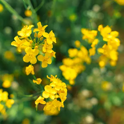 EarliSnow (Brassica oleracea var. botrytis)