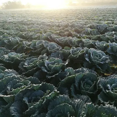 Fioretto 70 (Brassica oleracea var. botrytis)