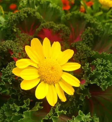 Flame Star (Brassica oleracea var. botrytis)