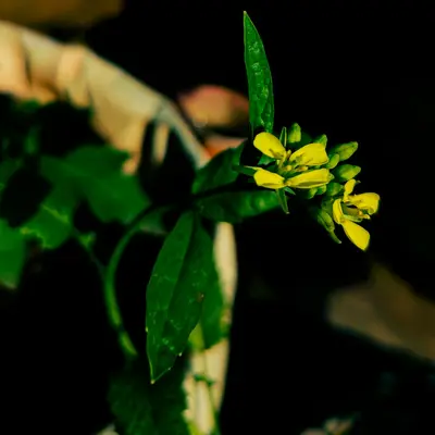 Gladius (Brassica oleracea var. gemmifera)