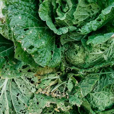 Kale 'Winterbor F1' plant