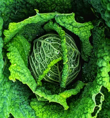 Kolibri (Brassica oleracea var. gongylodes)