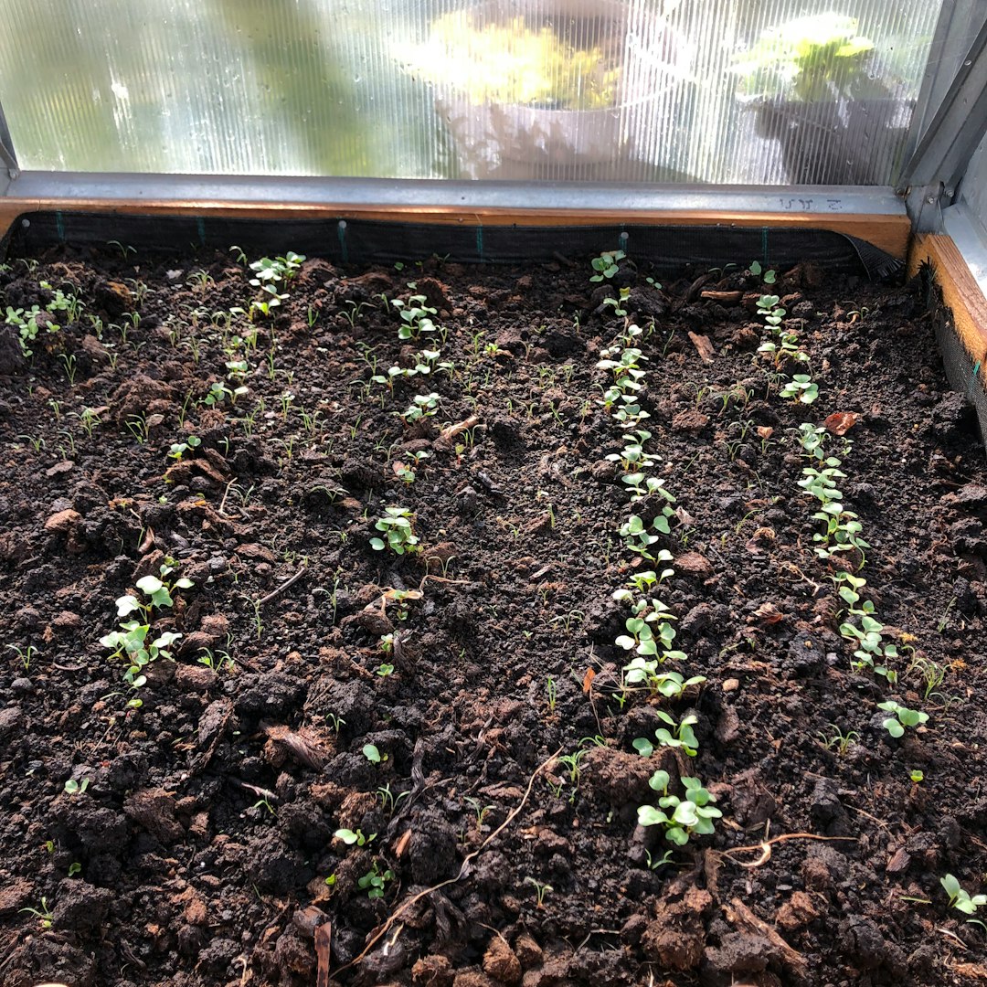 a garden with plants