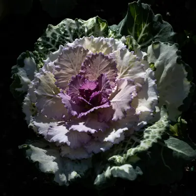 Lavender (Brassica oleracea var. botrytis)