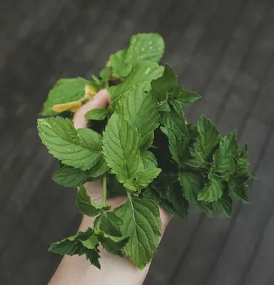 Peppermint (Beta vulgaris)