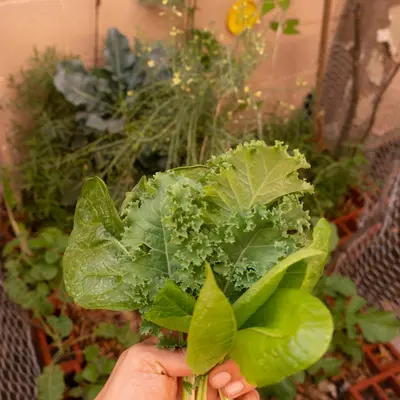 Puntoverde brassica variety