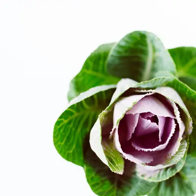 Purple Moon (Brassica oleracea var. botrytis)
