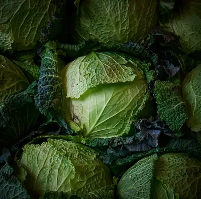 Quickstar (Brassica oleracea var. gongylodes)