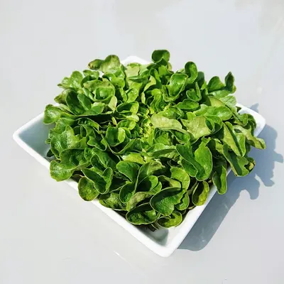 Silvia (Brassica oleracea var. gemmifera)