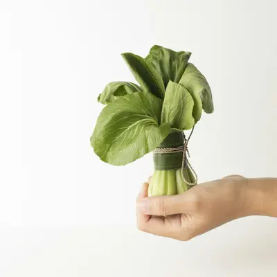 Song TJS-65 brassica variety
