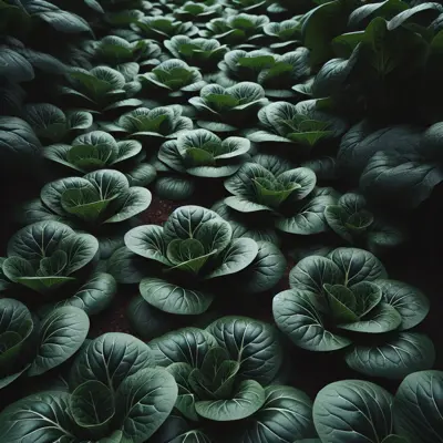 Tatsoi brassica growing in a garden