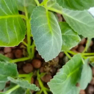Terek (Brassica oleracea var. gongylodes)