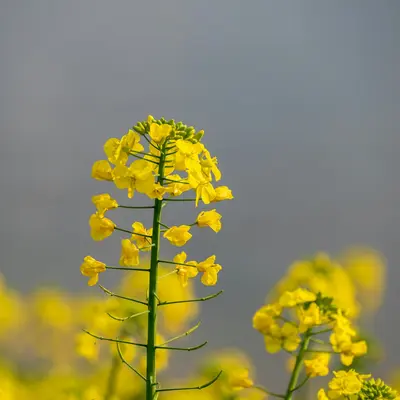 Twister (Brassica oleracea var. botrytis)