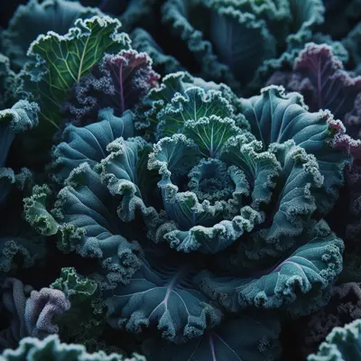 Winterbor Kale growing in a garden