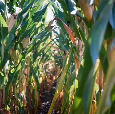 Ashworth corn variety
