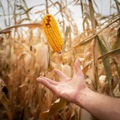 Corn for Zone 1