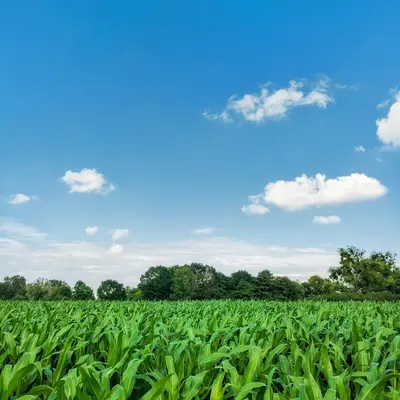 Kandy Korn corn variety