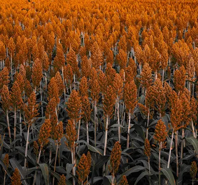 Luscious corn variety
