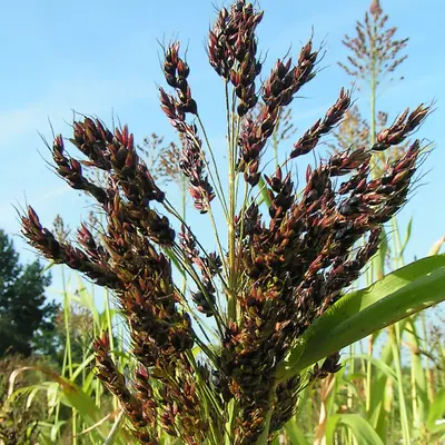 Mixed Broom Corn (Sorghum bicolor)