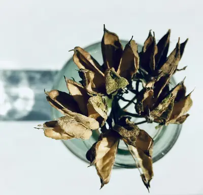 Silver and Gold plant