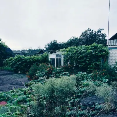 Overgrown garden with a small greenhouse and shed.
