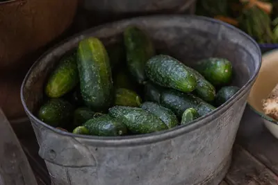 Cucumbers for Zone 1
