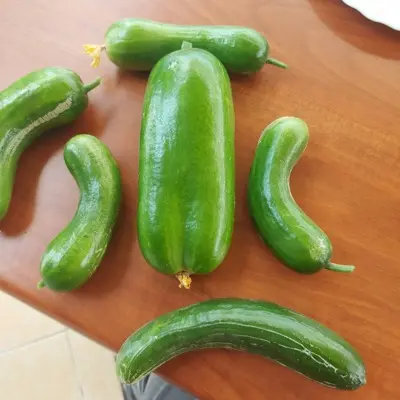 Kirby Cucumber plant