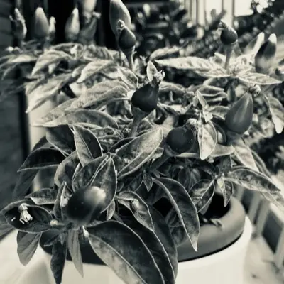 a black and white photo of a potted plant