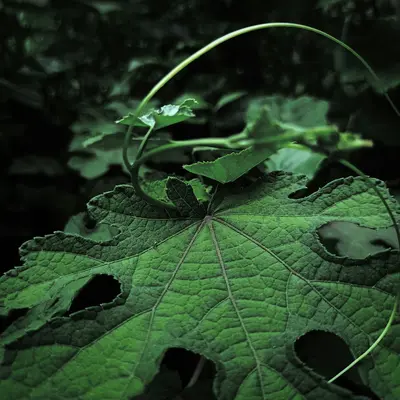 National Pickling plant